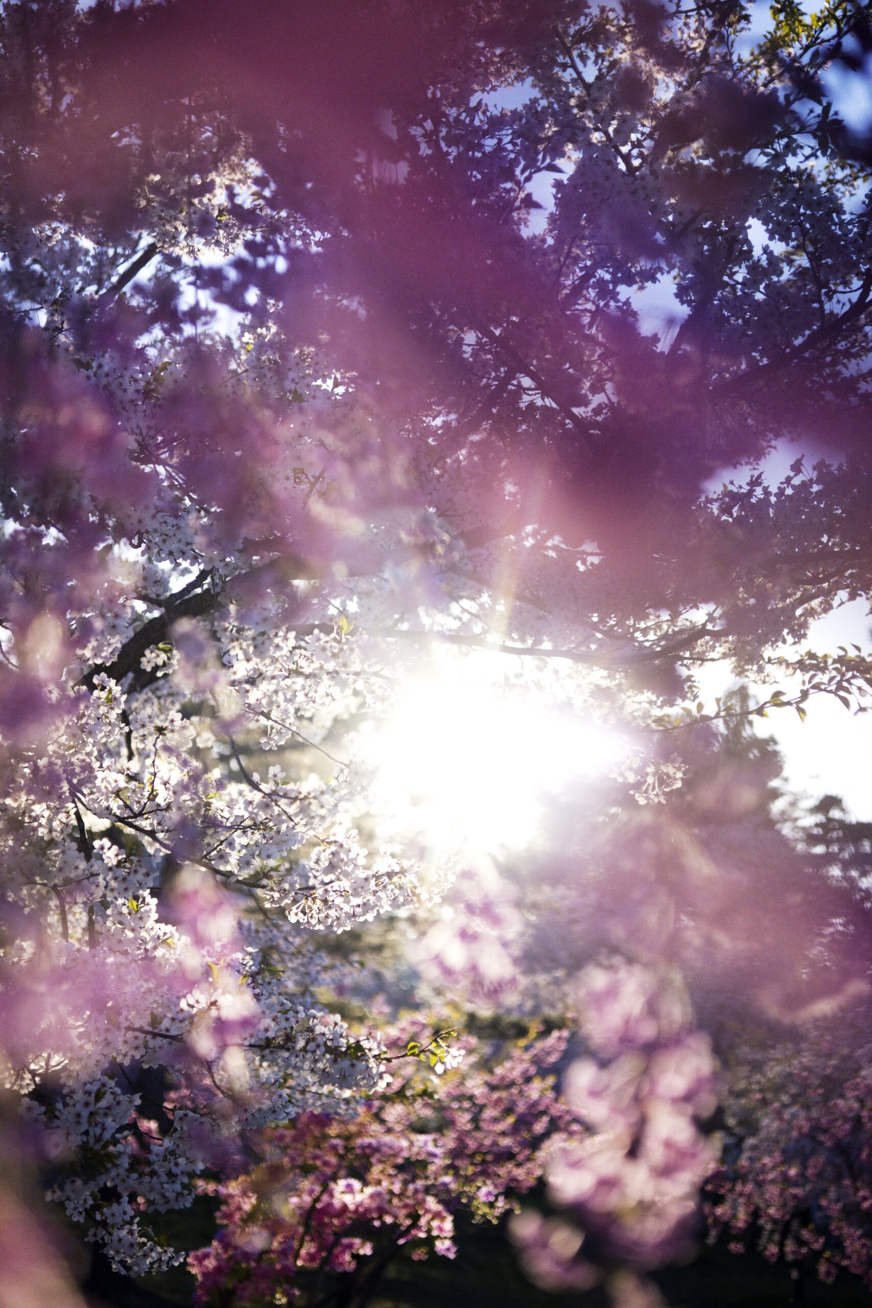 NINAGAWA Mika, Flowers, Shimmering Light, 2022  ©mika ninagawa, Courtesy of Tomio Koyama Gallery