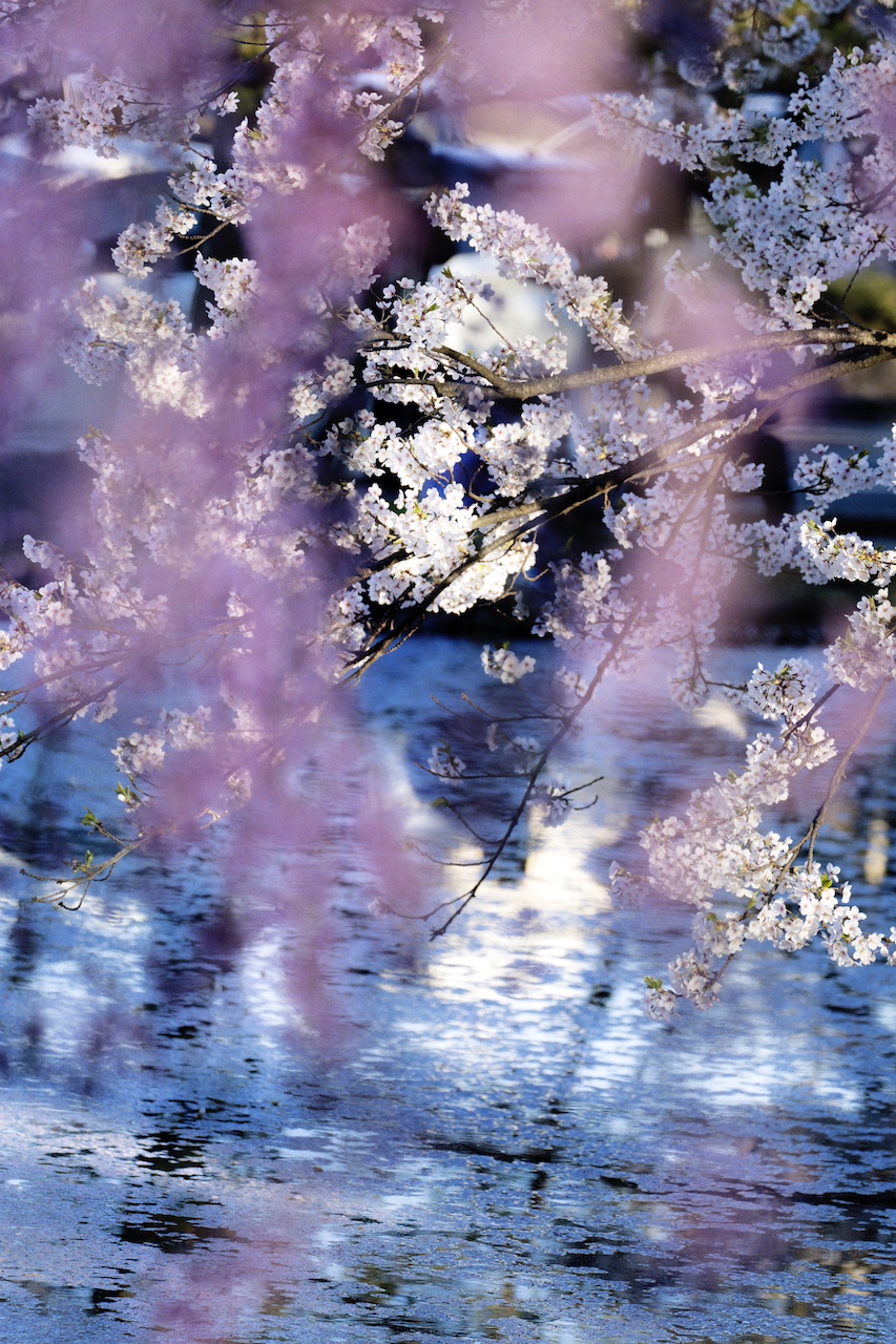 蜷川実花《花、瞬く光》2022年ⒸMika Ninagawa, Courtesy of Tomio Koyama Gallery